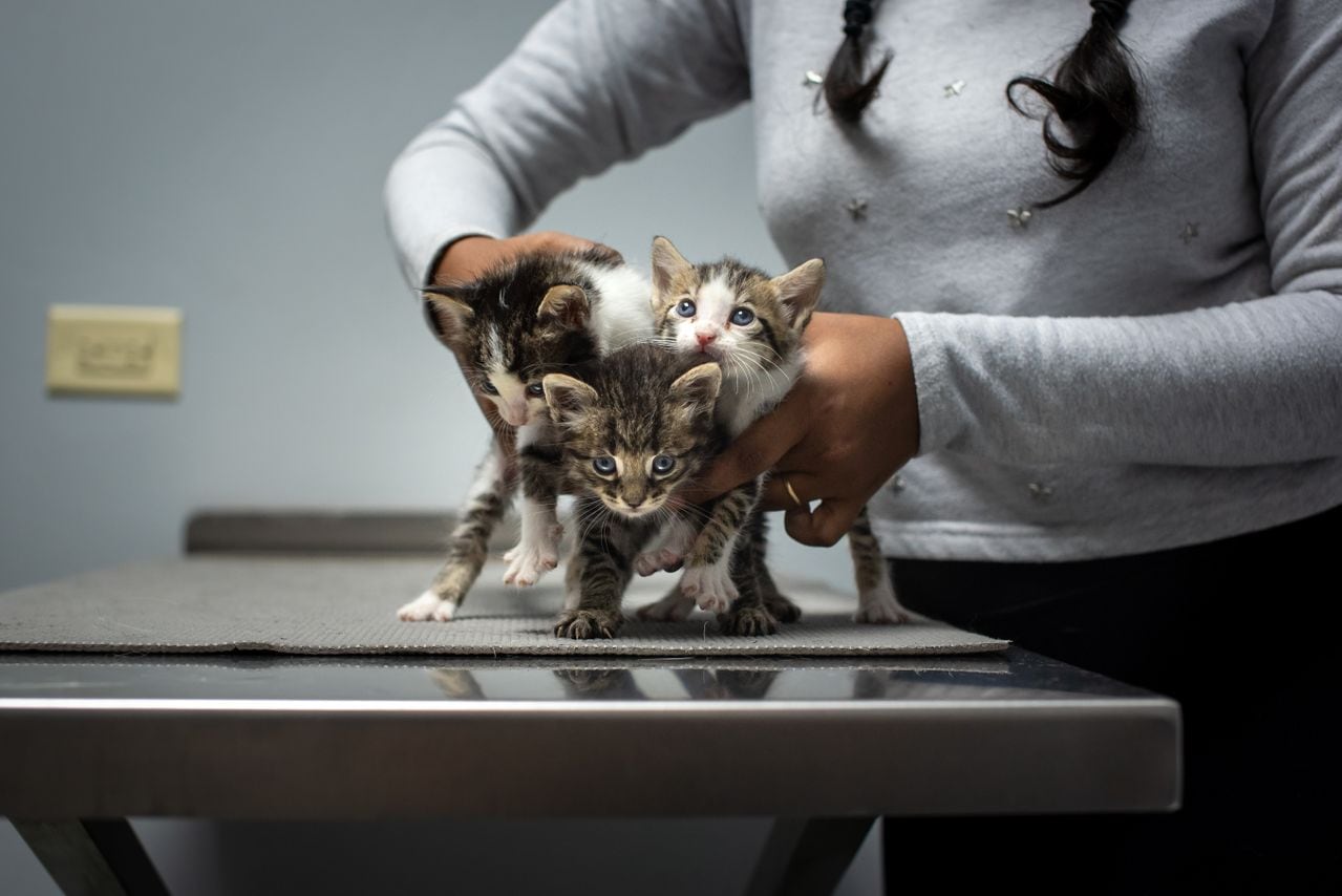 Los gatos suelen ocultar signos de dolor o enfermedad, por lo que los controles veterinarios y la observación de cambios de comportamiento son importantes. Una especialista explica qué cuidados considerar en cada etapa de vida.