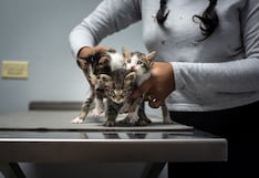 Mes del Gato: esterilización temprana puede reducir el riesgo de cáncer mamario
