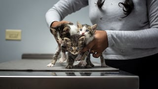 Mes del Gato: esterilización temprana puede reducir el riesgo de cáncer mamario