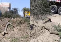 Ica: denuncian tala indiscriminada de huarangos milenarios en obra vial