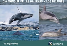 Pisco: delfines enfrentan desafíos por la escasez de anchoveta, advierte biólogo de ACOREMA