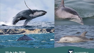 Pisco: delfines enfrentan desafíos por la escasez de anchoveta, advierte biólogo de ACOREMA