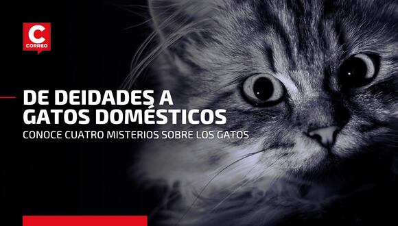 Día internacional del gato: 4 misterios sobre los mininos