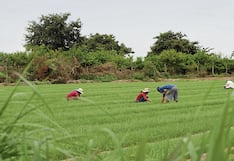 El 65.6% de áreas de cultivo en el país dependen solo de las lluvias