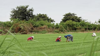El 65.6% de áreas de cultivo en el país dependen solo de las lluvias