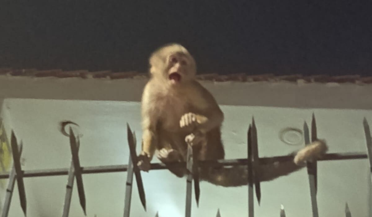 Mono fue rescatado en Yanahuara, Arequipa. Foto: Difusión.