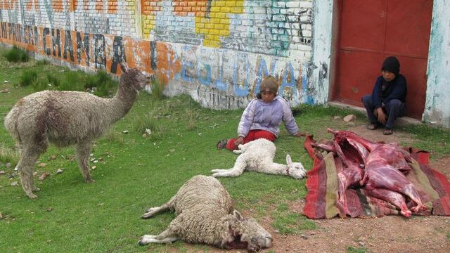 Heladas matan crías de alpacas