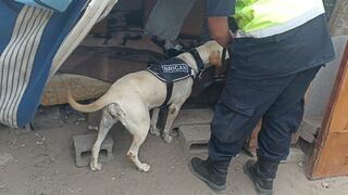 Con perros entrenados y agentes Dinoes refuerzan patrullajes preventivos en Trujillo