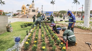 Trujillo: Embellecen la plaza mayor con miles de plántulas de Marigold