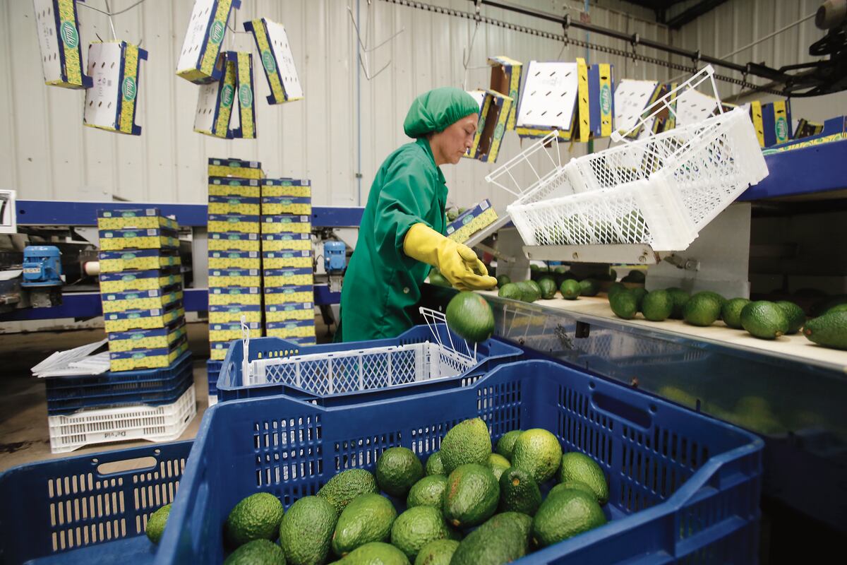 Las paltas peruanas tendrán fuerte competencia en las de México. (Foto: Hugo Pérez/ Archivo)