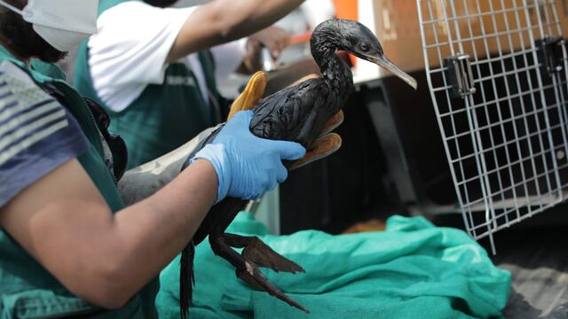 Serfor: conoce las más de 50 especies de fauna silvestre rescatadas tras derrame de petróleo