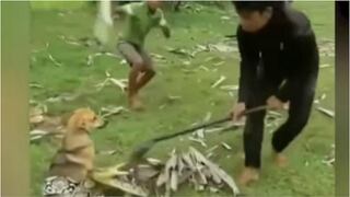 Niños salvan a un perro de ser estrangulado por una serpiente (VIDEO) 