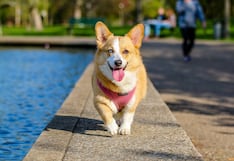 Cinco señales de golpe de calor que todo dueño debe reconocer de inmediato en perros y gatos