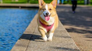 Cinco señales de golpe de calor que todo dueño debe reconocer de inmediato en perros y gatos