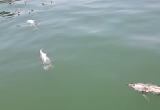 Foco infeccioso en El Chaco, en Pisco: pescado en descomposición genera alarma