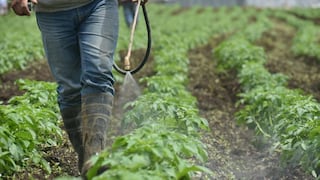 Cancelación de plaguicidas pondría en riesgo trabajo de casi 5 millones de agricultores en el país