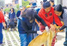 Arequipa: Primer caso de rabia canina en el distrito de Paucarpata