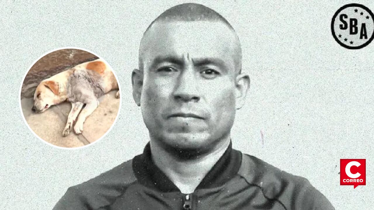 El perro regresó gravemente herido y dueña clama por ayuda.