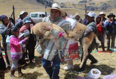 Realizan matrimonio de vicuñas para el aumento de animales, en La Oroya