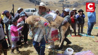 Realizan matrimonio de vicuñas para el aumento de animales, en La Oroya