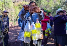 Cusco: Luchan contra los estragos de la mosca de la fruta