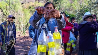 Cusco: Luchan contra los estragos de la mosca de la fruta