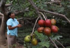 APEC moverá unos 2 millones de soles en Trujillo