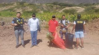 La Libertad: Policía allana terrenos en donde se sembraban 150,000 plantones de marihuana
