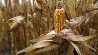Por el cambio climático cae producción de granos y cereales en la región Junín 