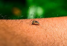 Arequipa registra 9 casos importados de dengue
