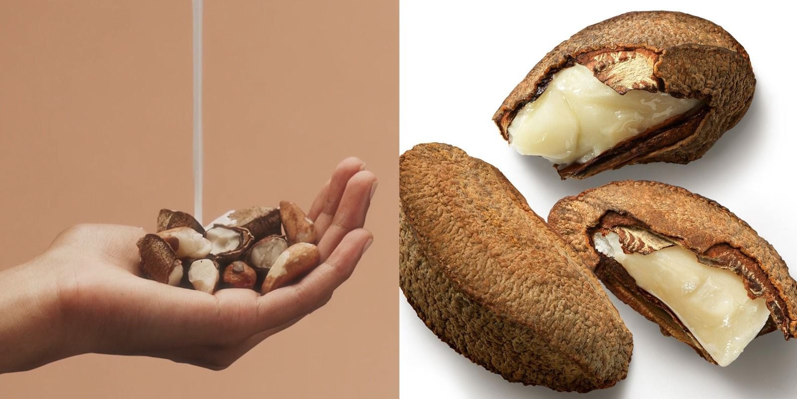 El aceite bruto de castaña contiene selenio, omega-6 y omega-9, que le permite actuar como antioxidante que nutre las capas más profundas de la piel.