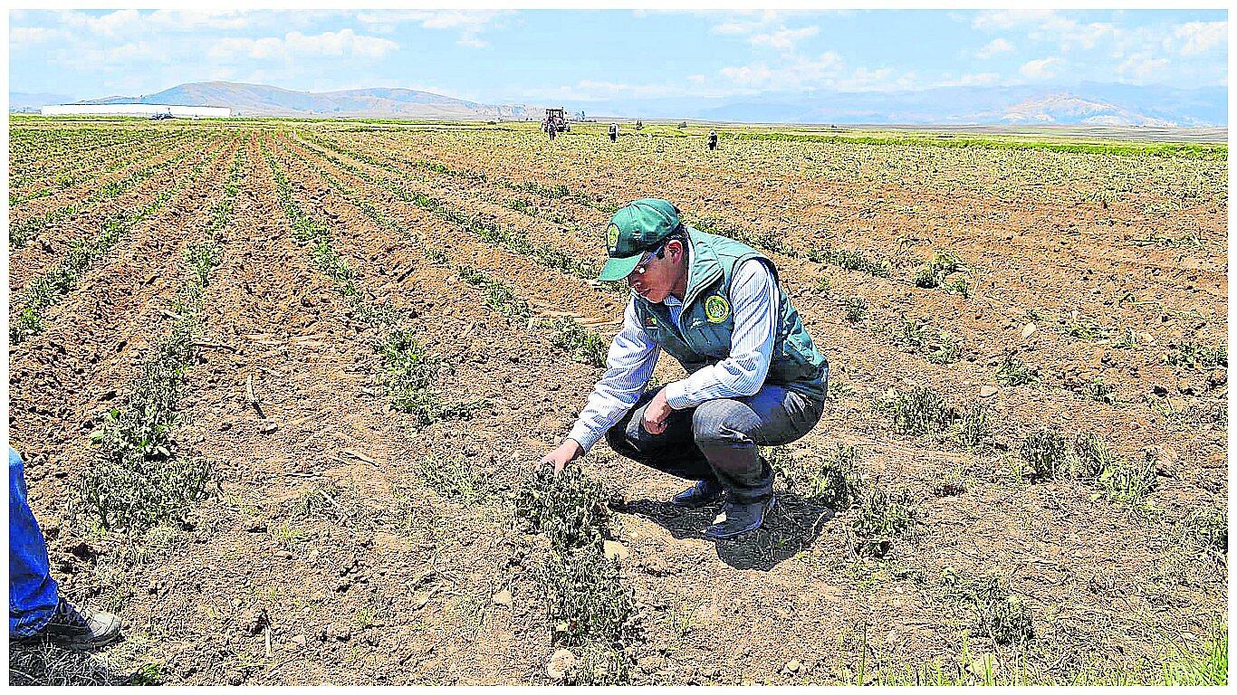 Emergencia por déficit hídrico pone en alerta al agro en más de 80 distritos de Junín