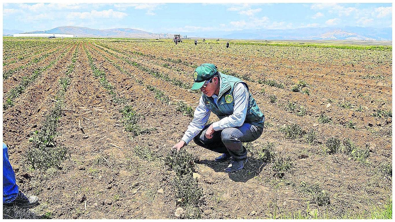 Junín: Crisis en el sector agricultura por heladas y sequías