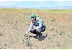 Emergencia por déficit hídrico pone en alerta al agro en más de 80 distritos de Junín