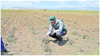 Emergencia por déficit hídrico pone en alerta al agro en más de 80 distritos de Junín