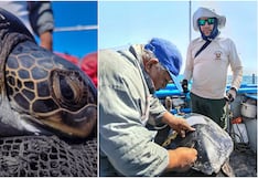 Pisco: Paracas retoma el monitoreo de tortugas marinas tras casi dos décadas