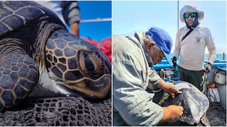 Pisco: Paracas retoma el monitoreo de tortugas marinas tras casi dos décadas