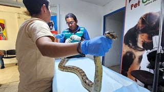 Piura: Serfor rescata a boa en Huancabamba