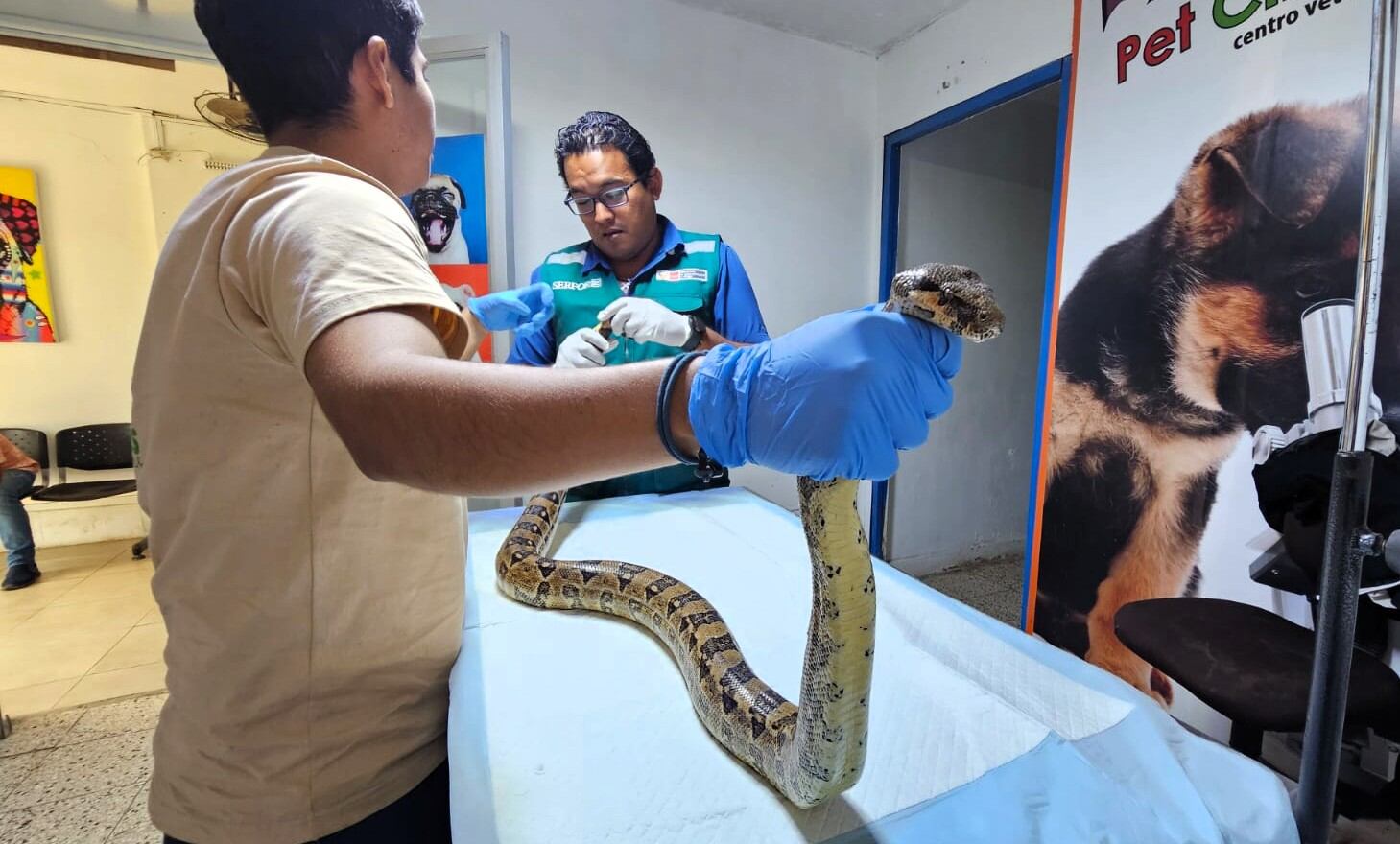 Rescatan boa en la provincia de Huancabamba