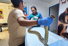 Piura: Serfor rescata a boa en Huancabamba