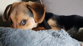 Insuficiencia cardíaca en perros: señales de alerta que todo tutor debe conocer