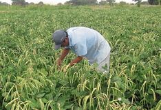 Es incierta la llegada del agua al Bajo Piura