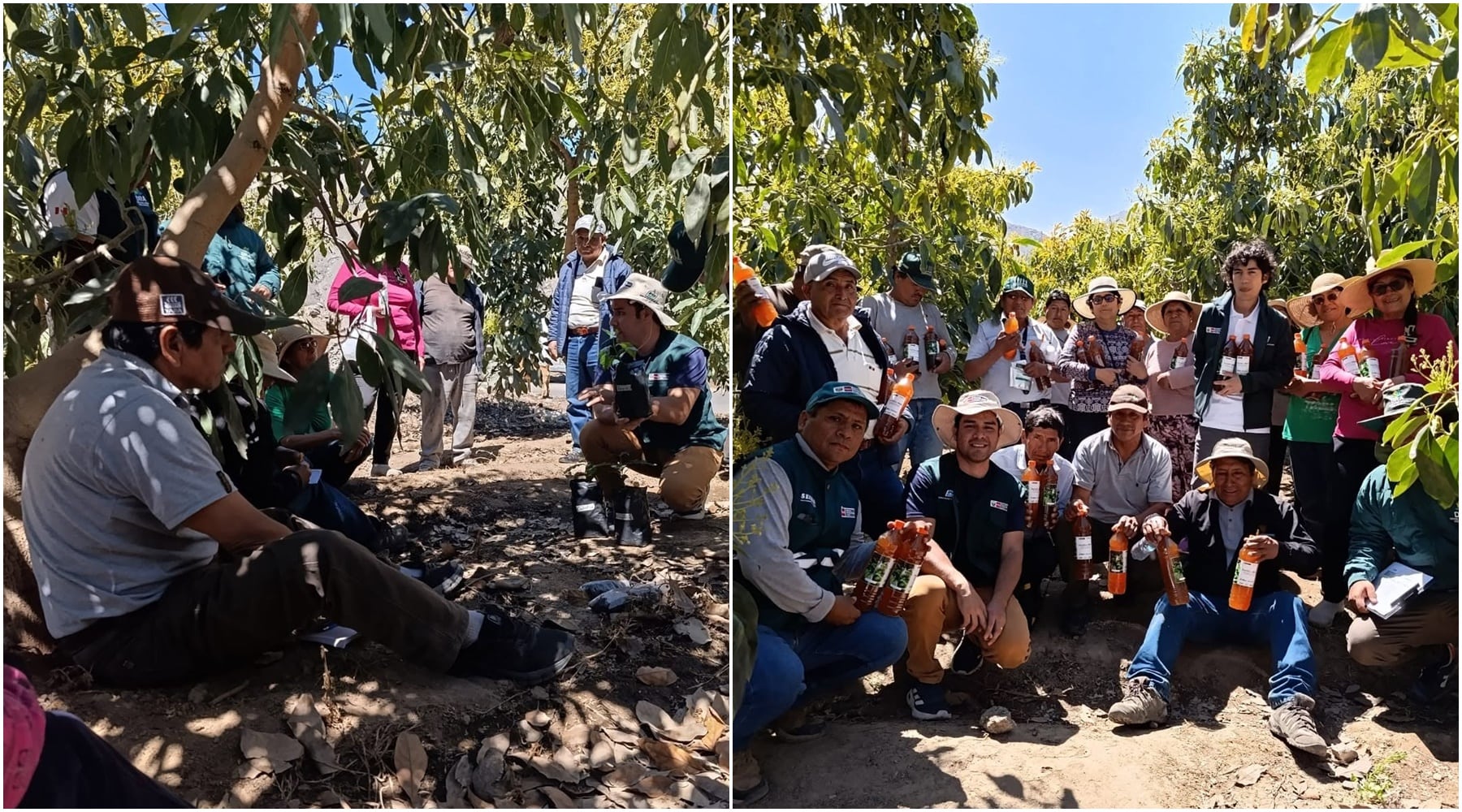 Ica: fortalecen capacidades de productores del C.P. Ranchería en el uso de bioinsumos
