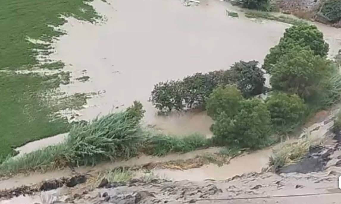 Ingreso de rio afecta a los cultivos de arroz en el valle de Quilca. (Fotos: Difusión)