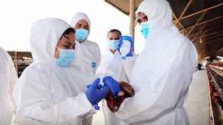 Ica: Senasa ha detectado 20 casos de influenza aviar en aves domésticas