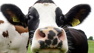 Alemania: Vacas compiten en concurso de belleza
