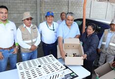 Ica: entregan 900 gallinas ponedoras a productores locales