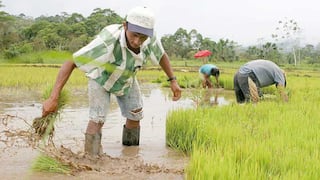 Piura: Agricultores piden acciones definitivas para el sector por lluvias