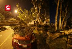Fuertes vientos afectaron varios distritos de Lima: árboles cayeron en La Molina (FOTOS)