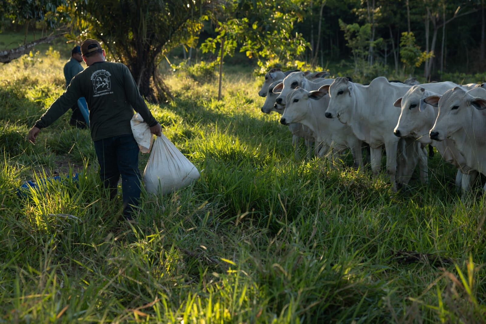ganadería regenerativa
